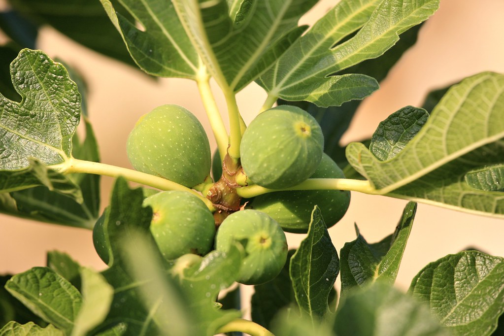 Parábola de la Higuera Infructuosa